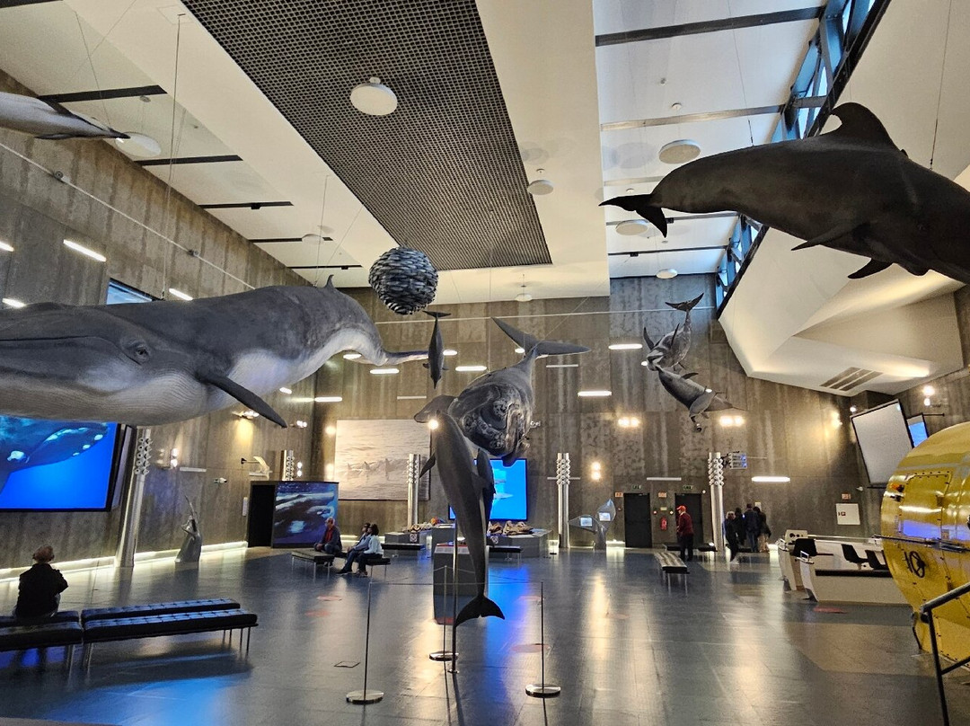 Museu da Baleia da Madeira景点图片