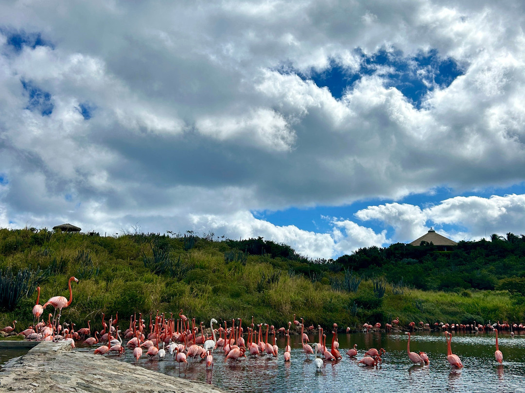Sea It Clear Tours-North Sound必去景点