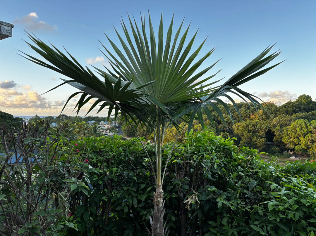 Ti'Village Creole主图