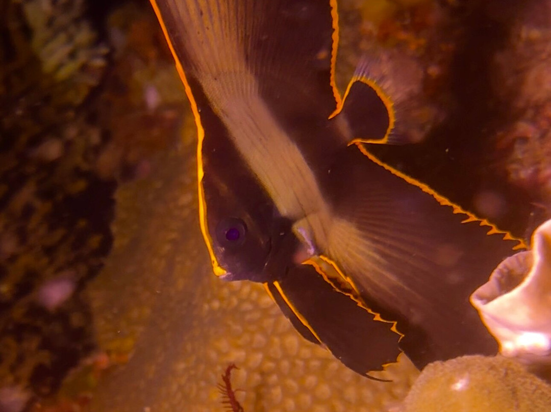 Scuba De Oro景点图片