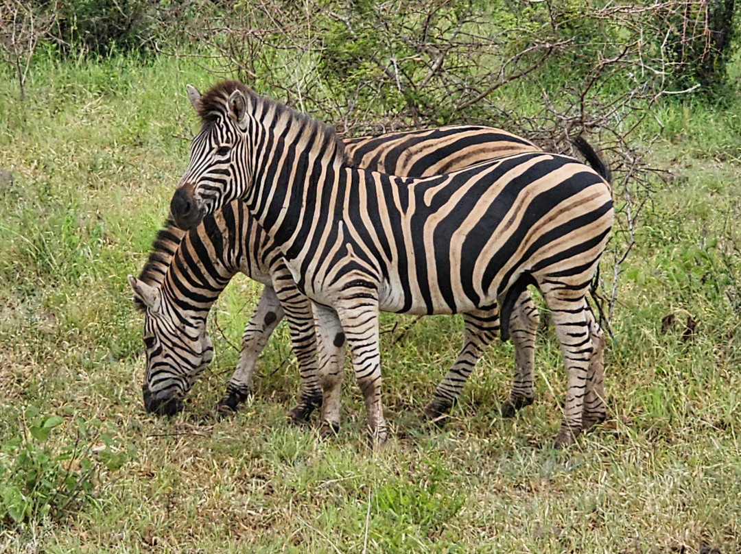 Inn Africa Camp  & Tours-克鲁格国家公园必去景点