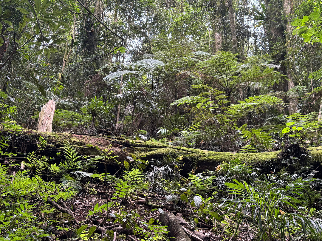 Dorrigo Rainforest Centre-Dorrigo必去景点