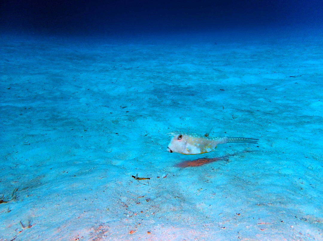 Dharavandhoo Divers景点图片