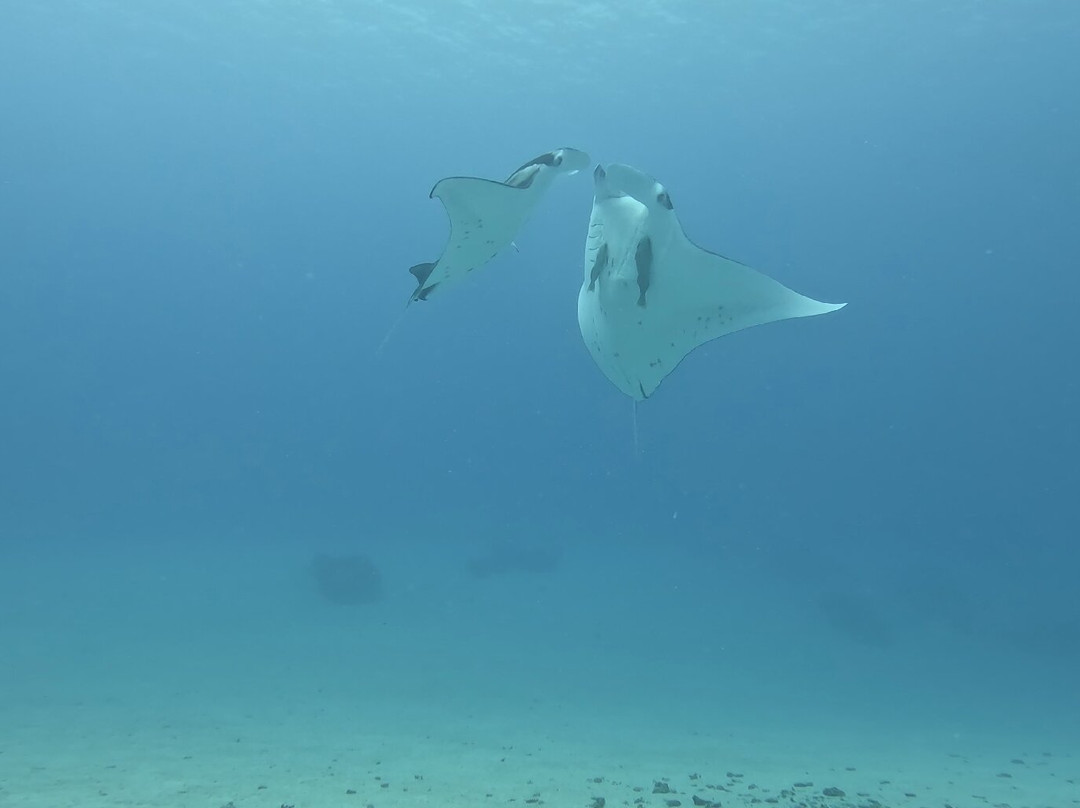 Bora Diving Center (by Eleuthera)-波拉波拉岛必去景点