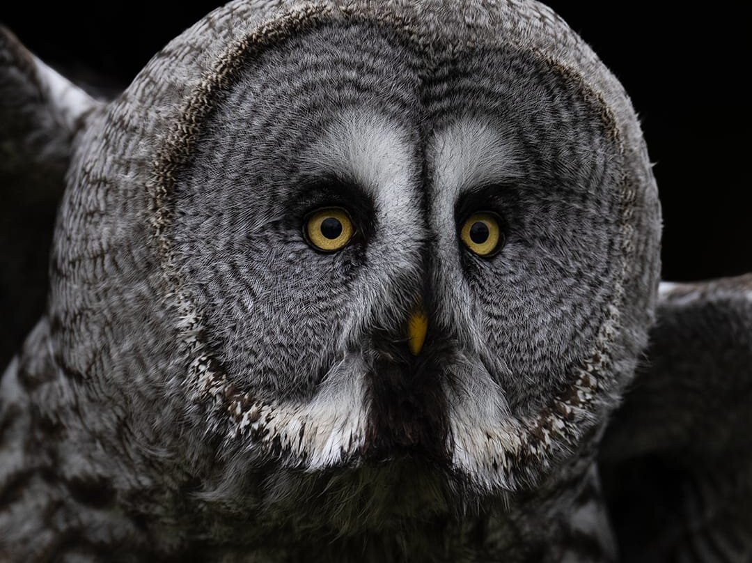 Falconry Days景点图片