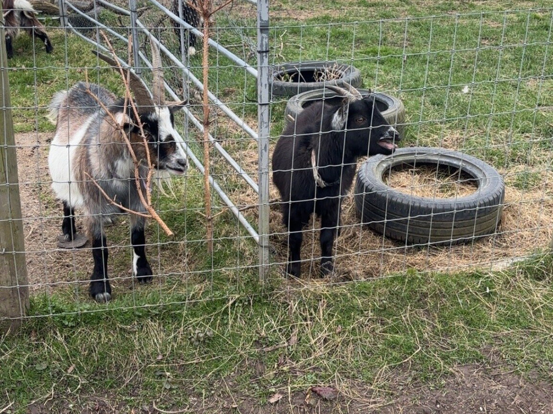 Middle England Farm Alpacas-Henley in Arden必去景点