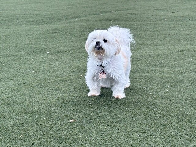 Manchester Dog Park & Social Club-Manchester必去景点