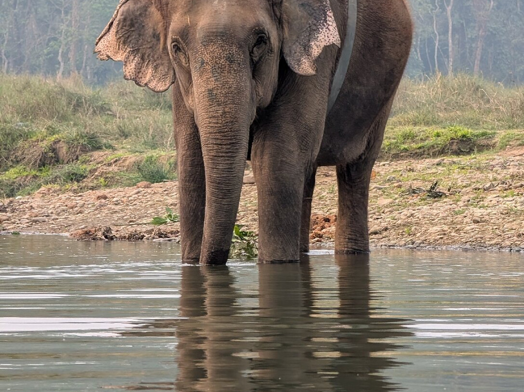 Chitwan Jungle Safari-奇旺国家公国必去景点
