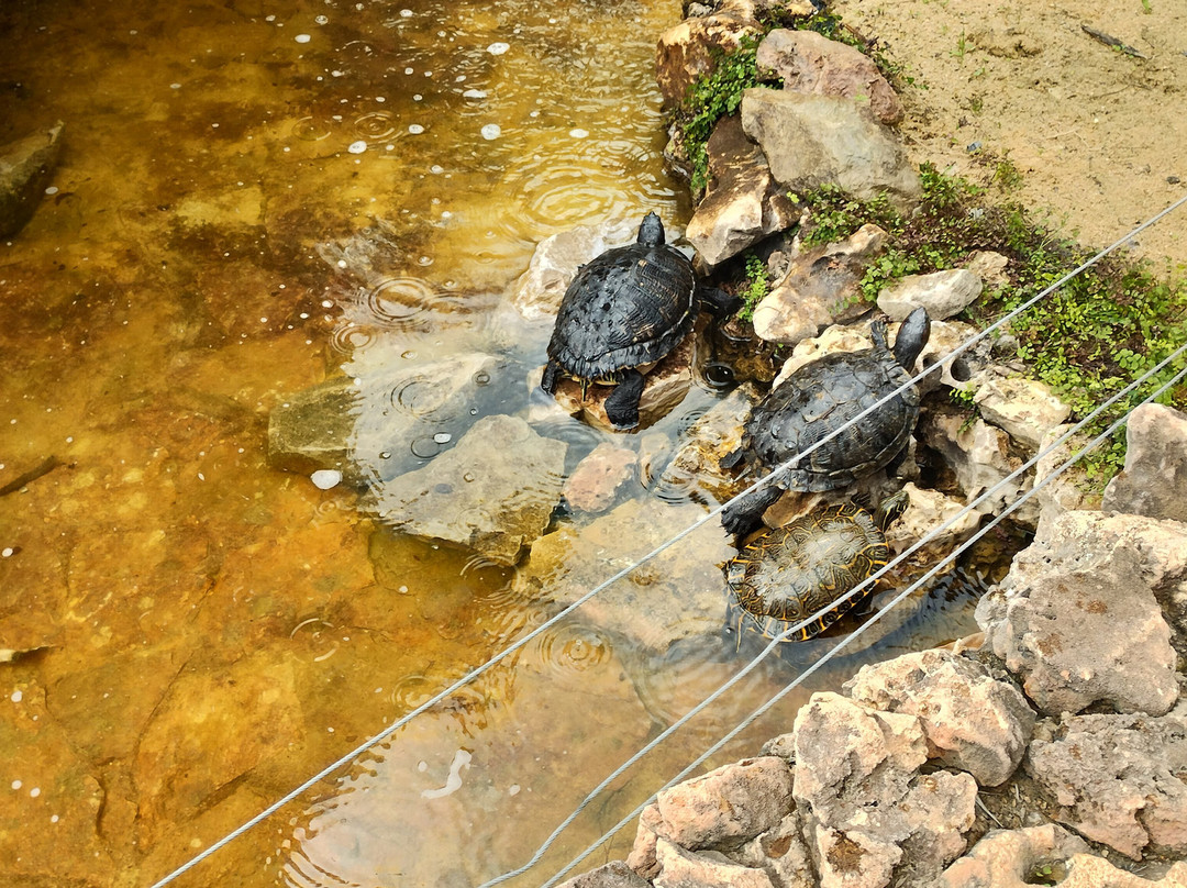 DinoPark Algar景点图片