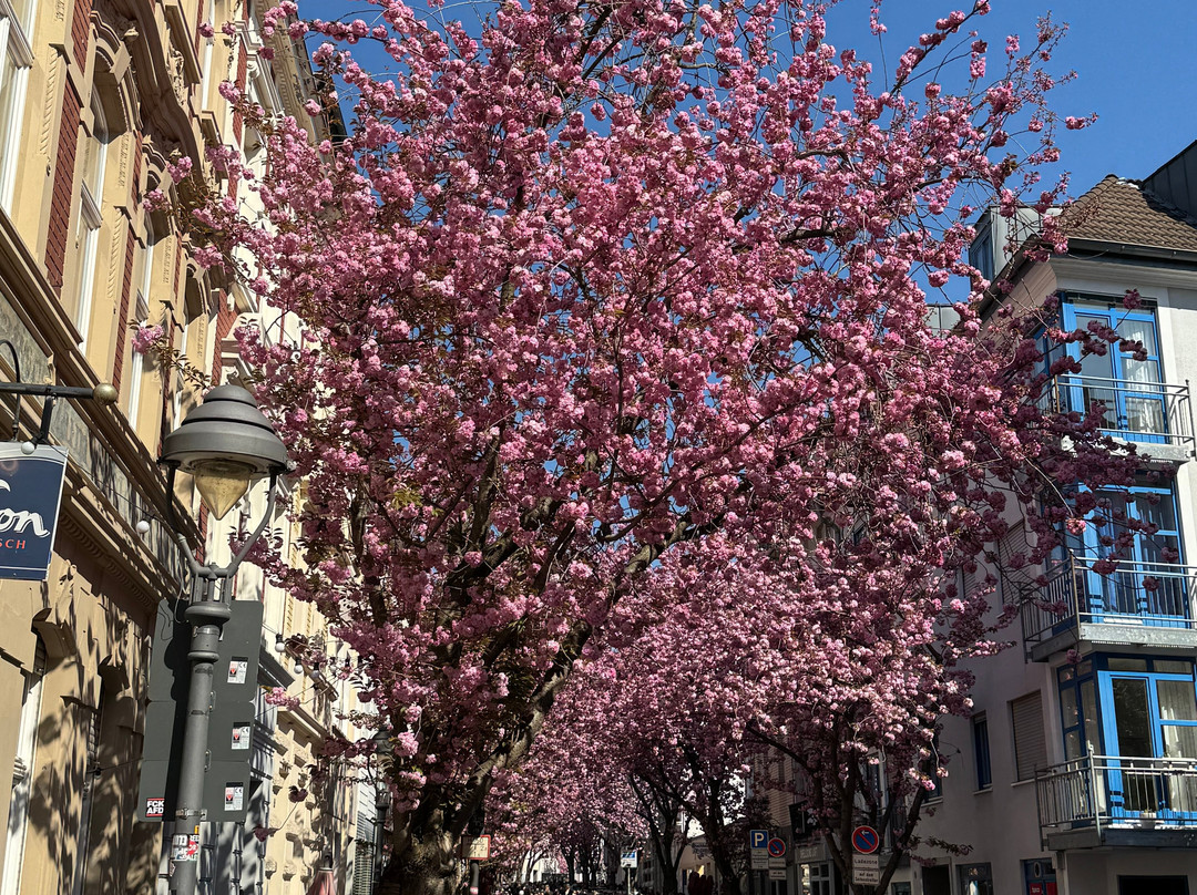 Cherry Blossom-波恩必去景点