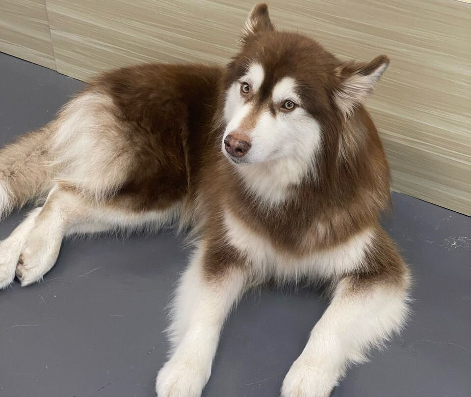 Hahahusky