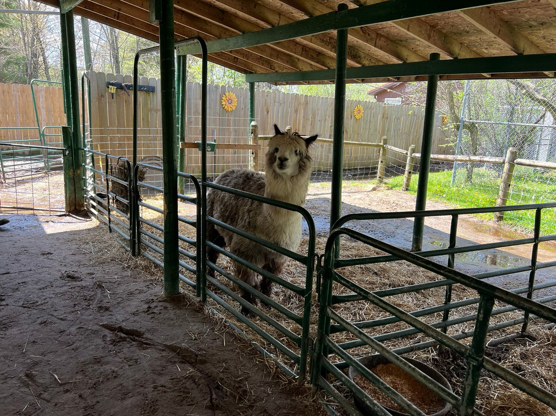 Wilderness Trails Zoo-伯奇伦必去景点