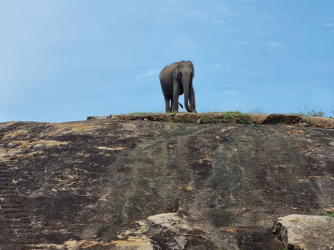 Nimsara Yala Safari景点图片