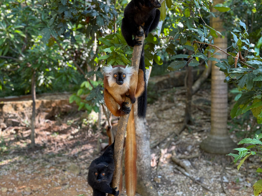 Alina Trips - Excursions en bateau depuis Nosy Komba et Nosy Be景点图片