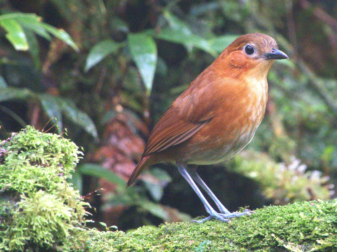 Ikam Expeditions-Moyobamba必去景点