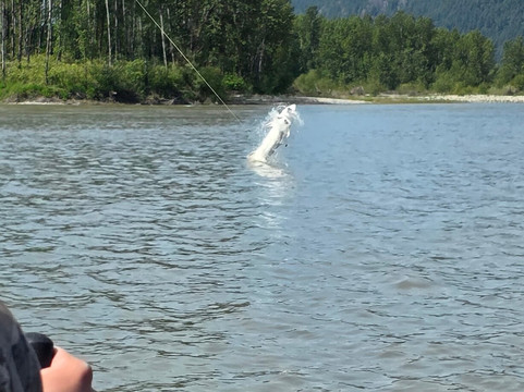 Hooked Up Sturgeon Fishing Adventures-奇利瓦克必去景点