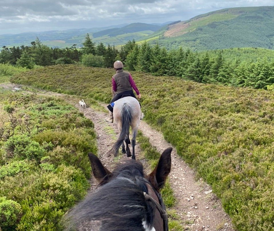 Devil's Bit Pony Trekking