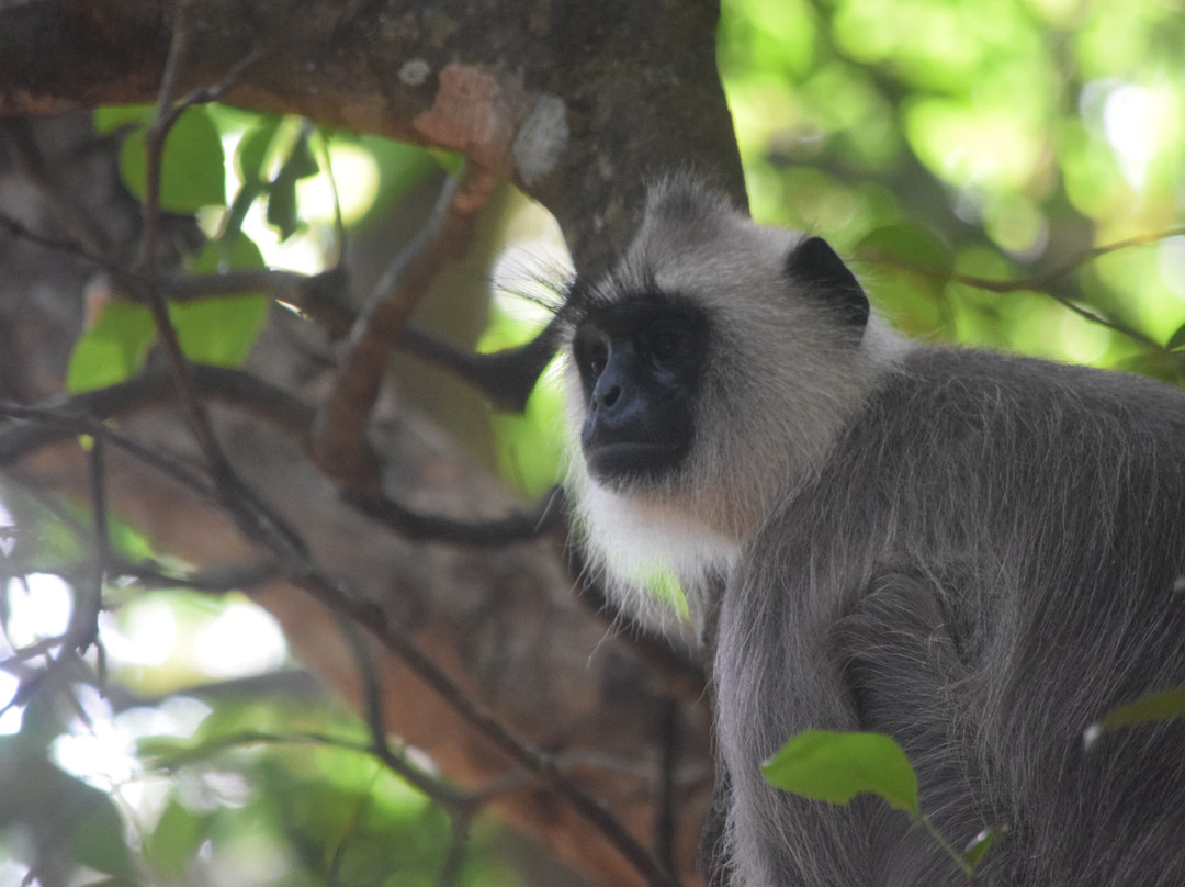 Wilpattu Wildlife Explore-Kurunegala必去景点