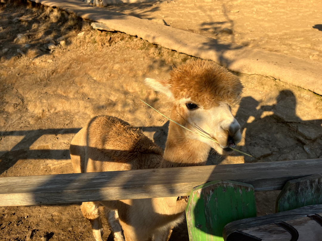 Alpaca World-洪川郡必去景点