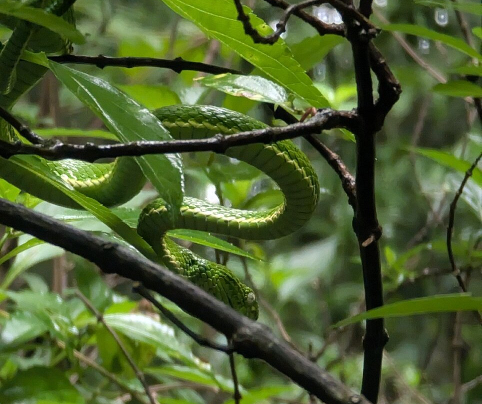 Los Pinos - Cabañas & Reserva主图