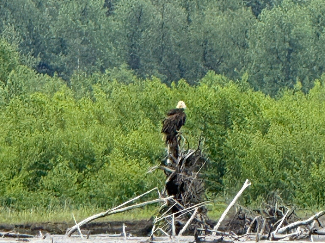 Stikine River-Wrangell必去景点