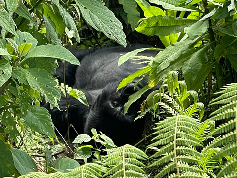 Nature Trails East Africa-恩德培必去景点