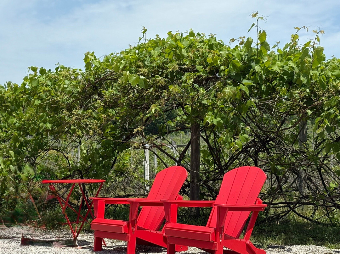 Tabone Vineyards-特拉弗斯城必去景点