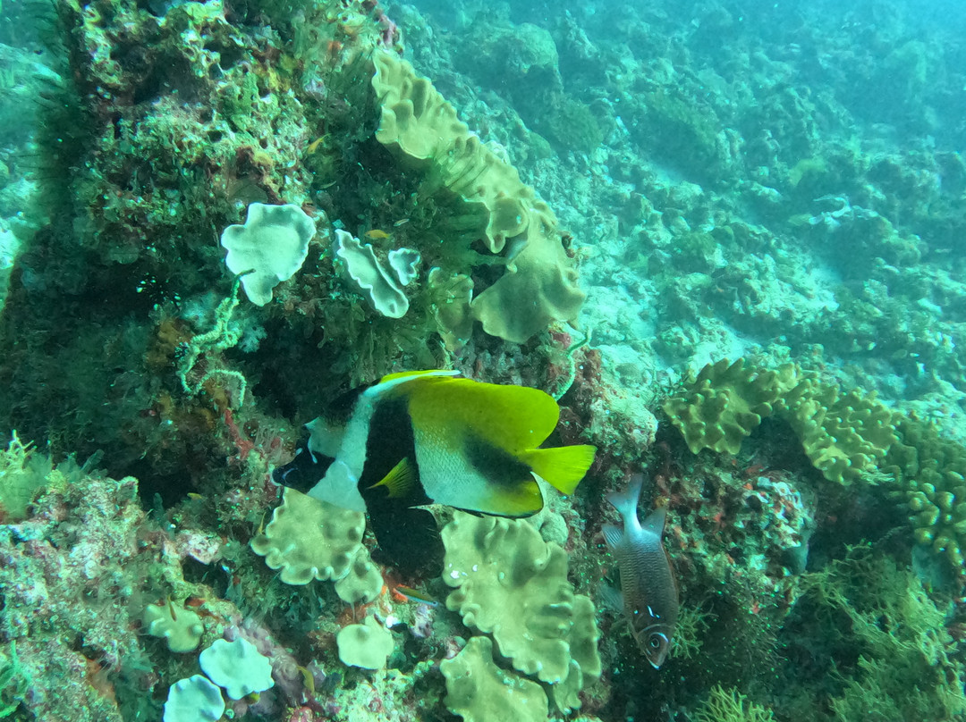 Diving Bluetribe Moofushi-南阿里环礁必去景点