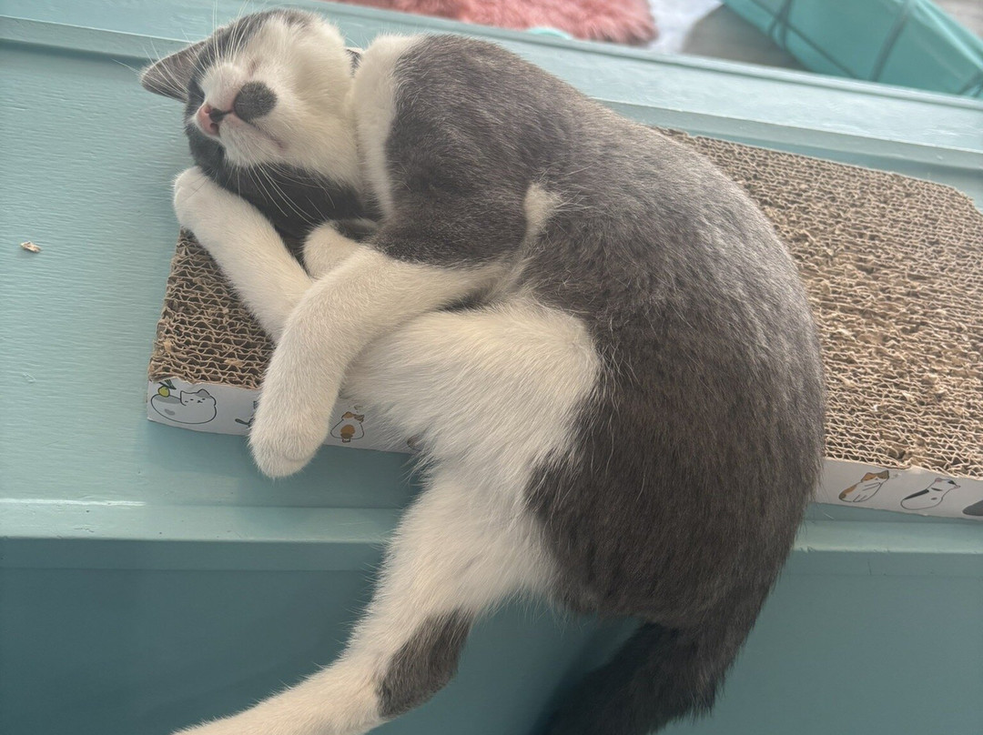 Purrfect Day Cafe Covington-卡温顿必去景点