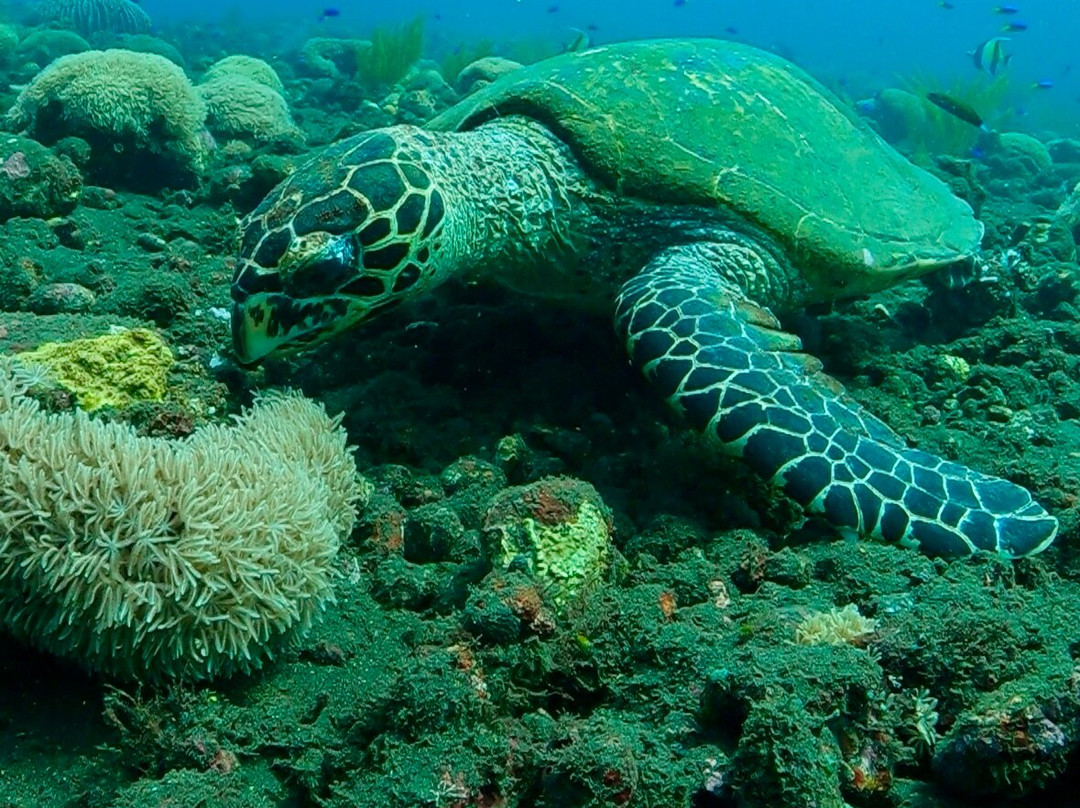 Udive Bali-图兰本必去景点