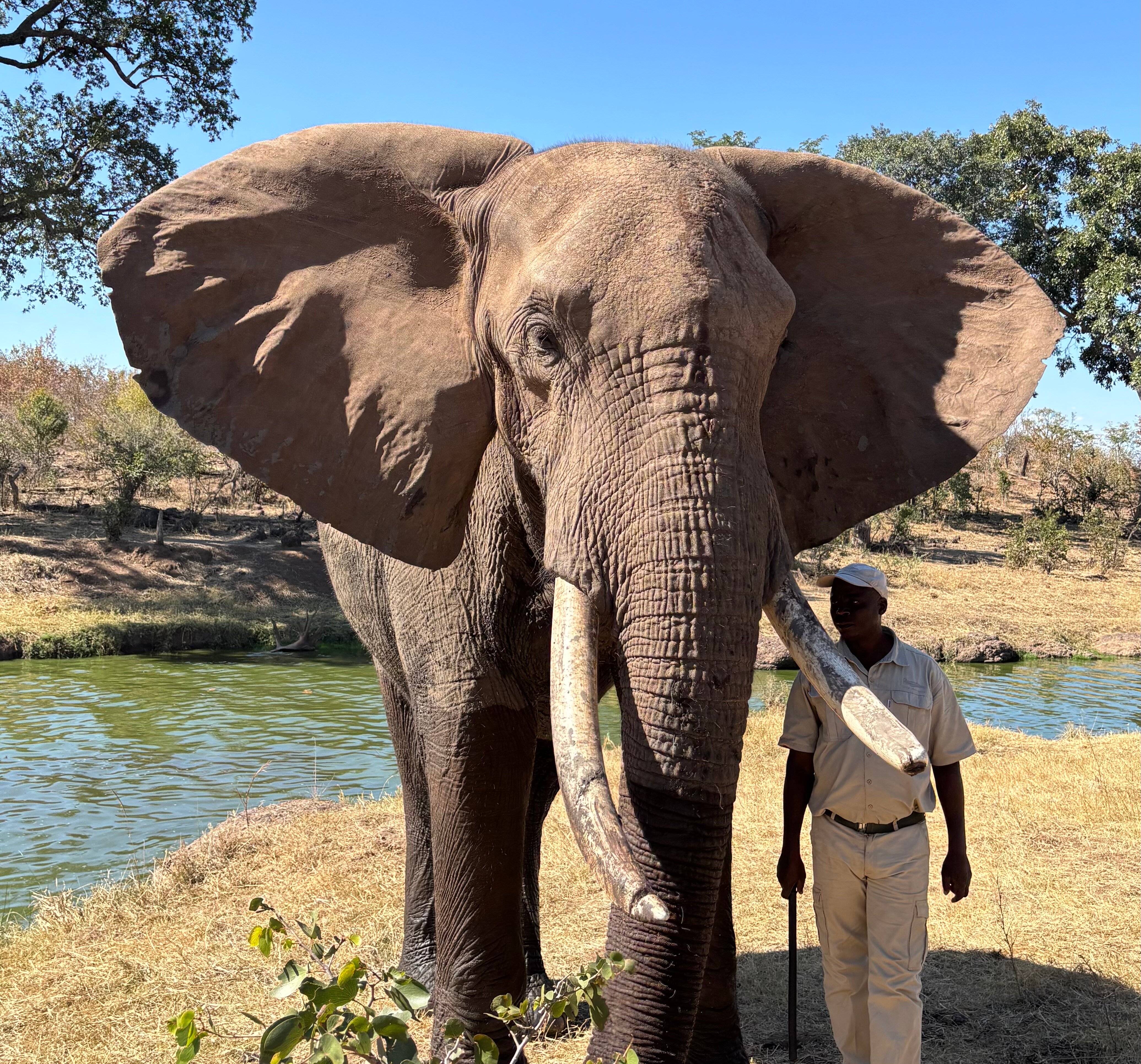 The Elephant Camp-官方