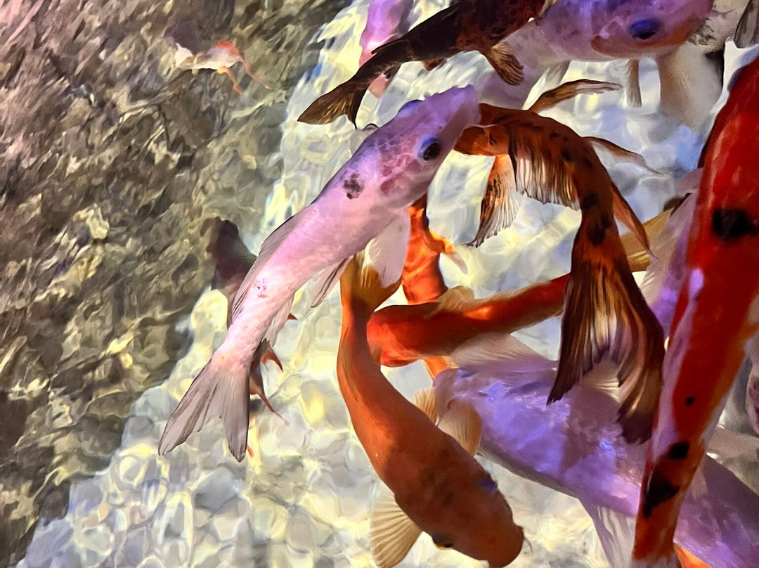 Funtastic Aquarium İzmir-伊兹密尔必去景点