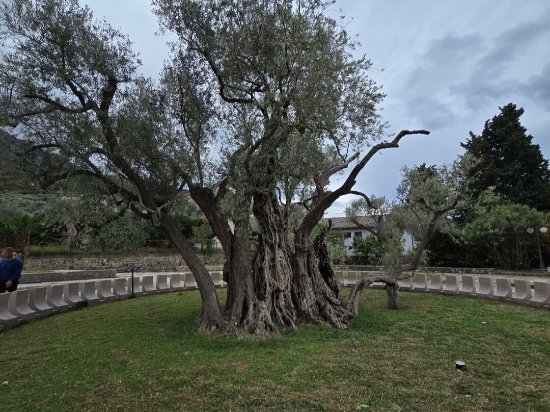 Old Olive Tree-Bar必去景点