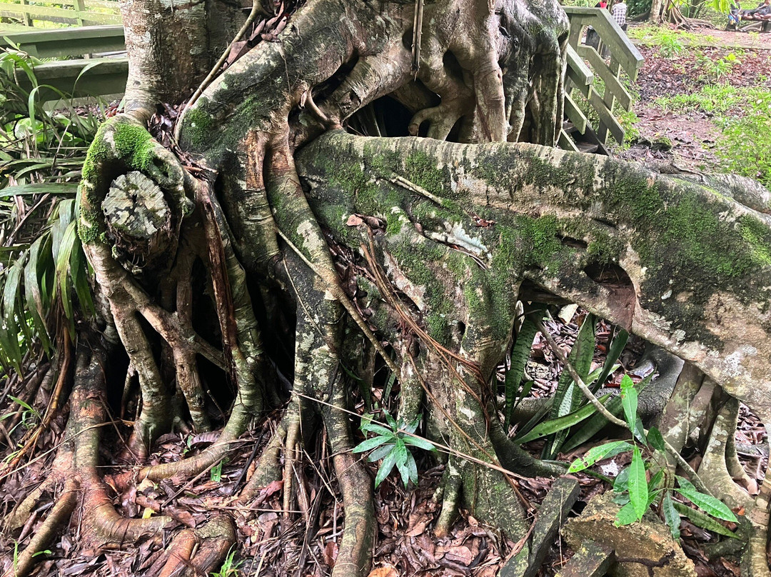 Honiara Botanical Gardens-霍尼亚拉必去景点