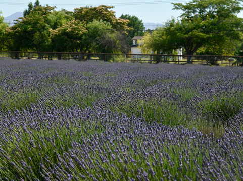 Foxen Canyon Farms-洛斯奥利沃斯必去景点