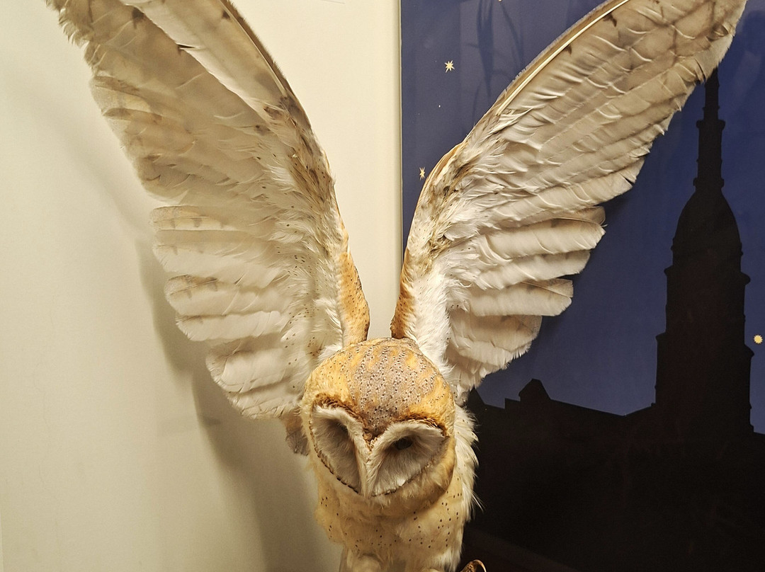 Museo di Storia Naturale Faraggiana Ferrandi-诺瓦拉必去景点