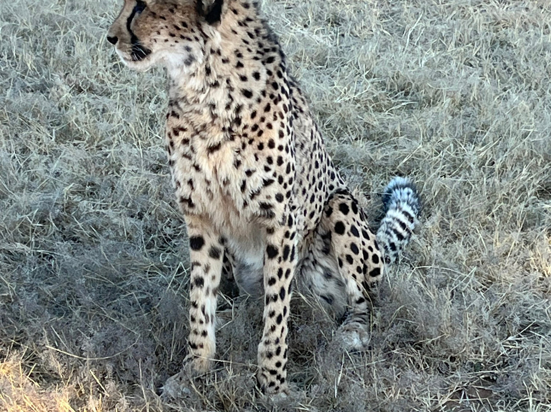 Cheetah Conservation Fund-奥奇瓦龙戈必去景点
