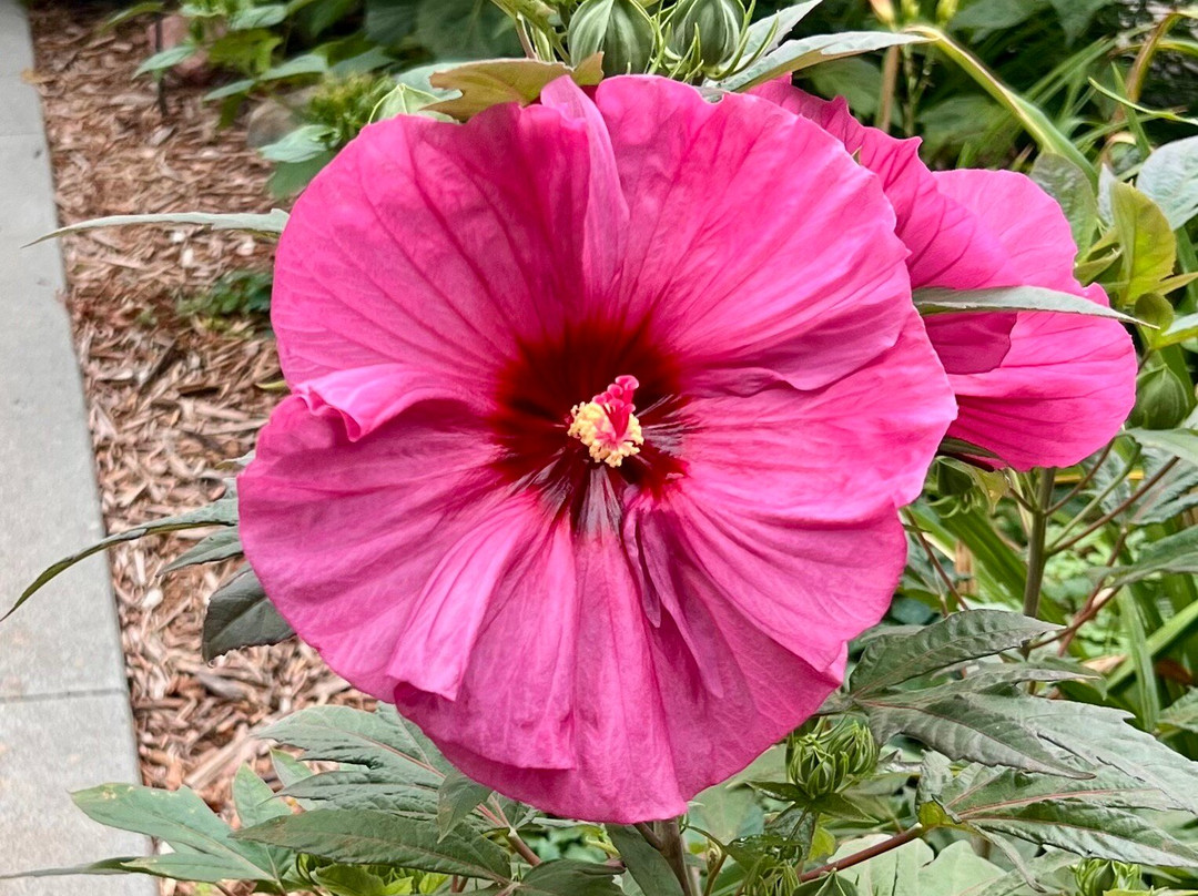 Lincoln Children's Zoo-林肯必去景点