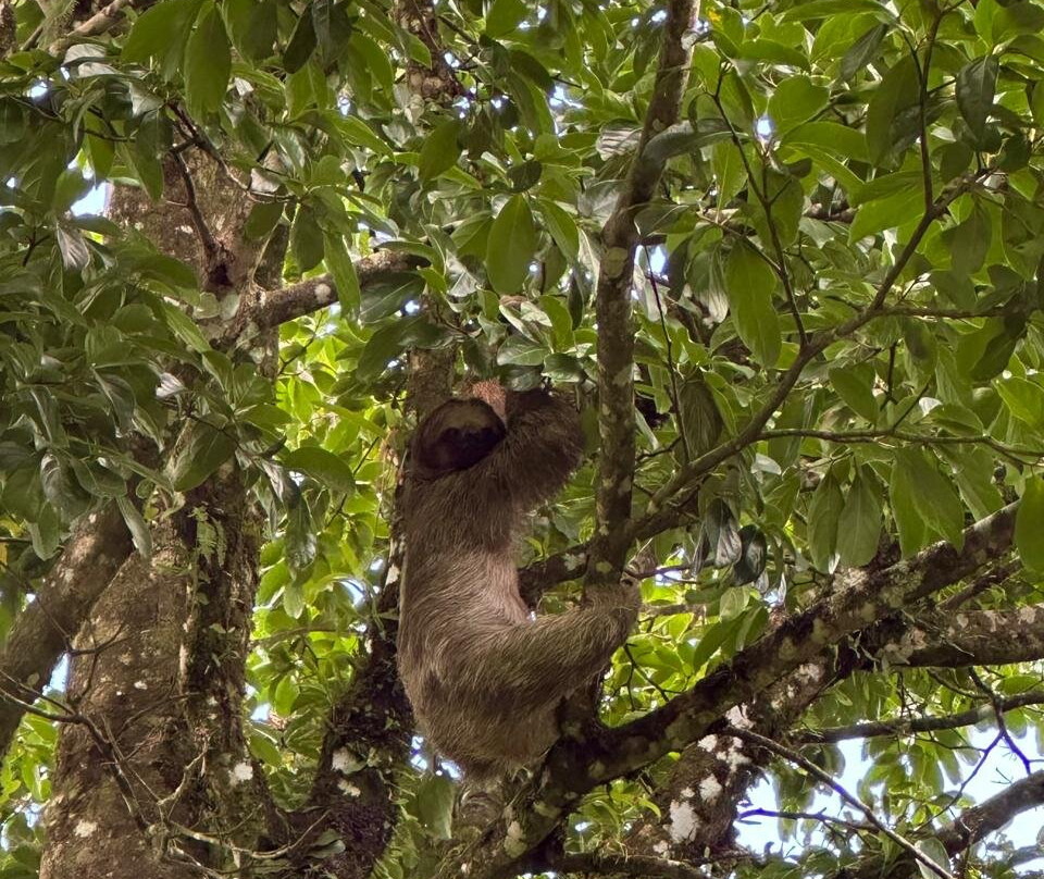 Bijagua Rainforest - Tours-Bijagua de Upala必去景点