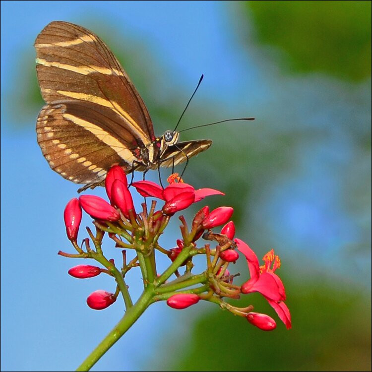 Butterfly World-Coconut Creek必去景点