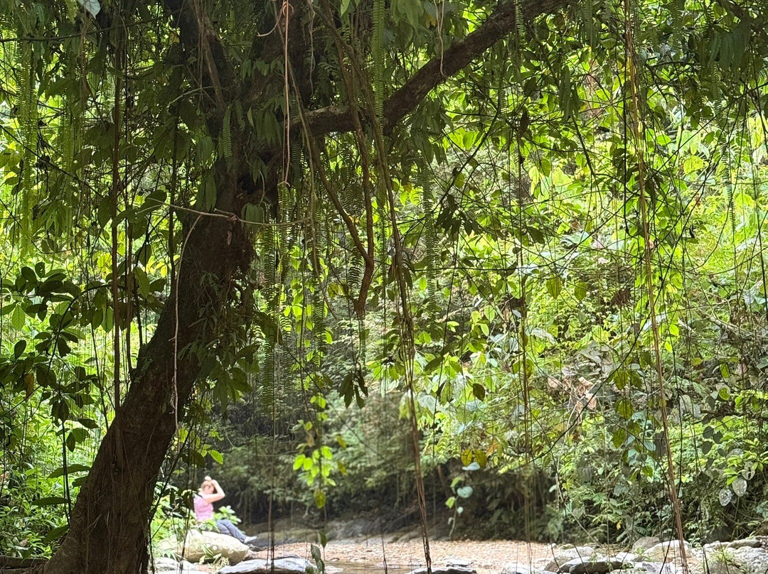 Sumatra Orang Utan Treks-武吉拉旺必去景点