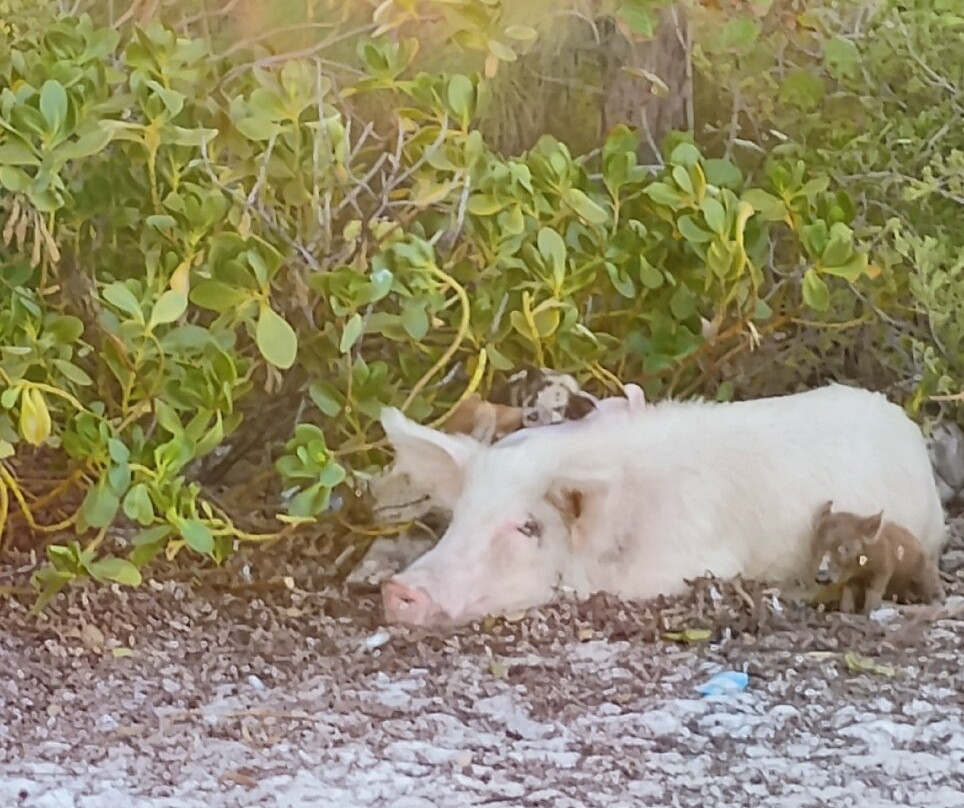 Pig Beach-大埃克苏马必去景点