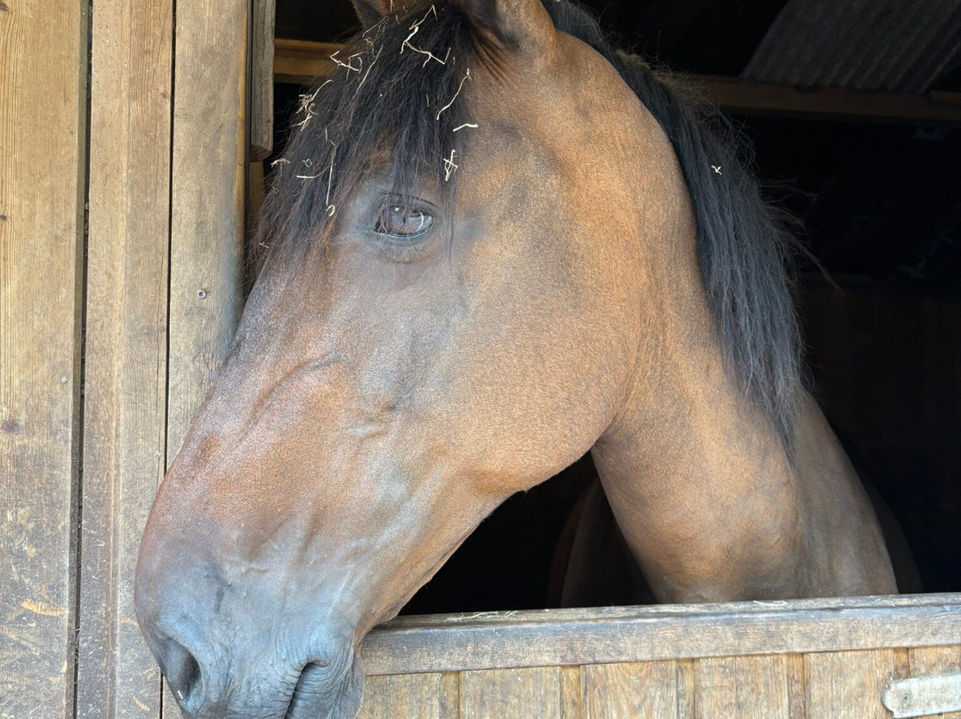 Budleigh Salterton Riding School-Budleigh Salterton必去景点