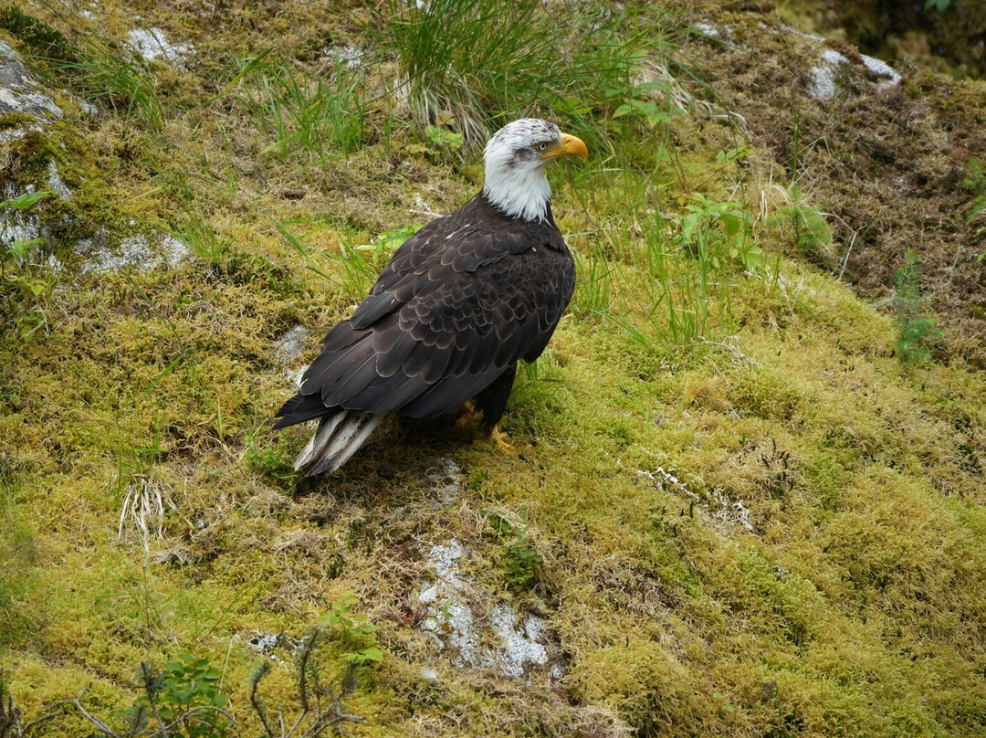 Breakaway Adventures Day Tours-Wrangell必去景点