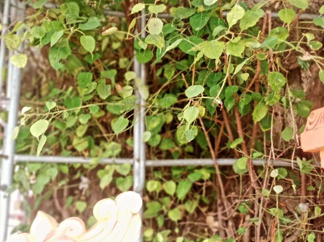 Dambakola Patuna Sangamitta Temple-贾夫纳必去景点