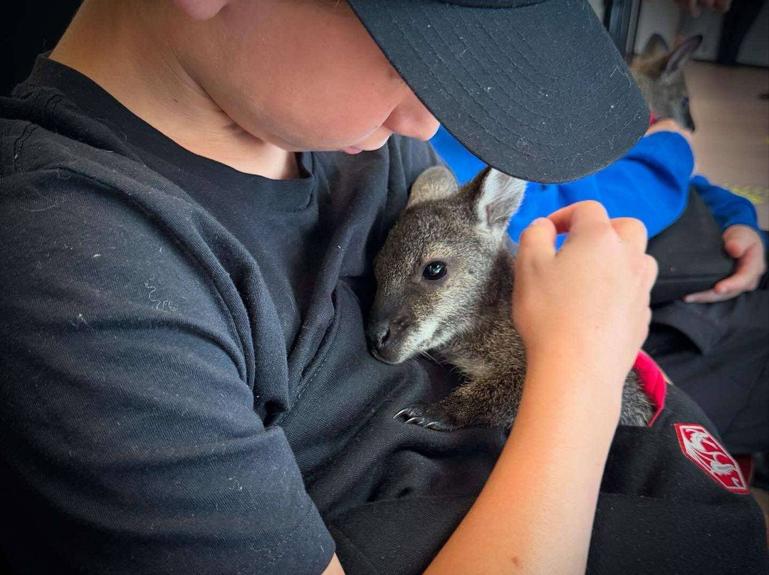 Holly Hill Petting Farm-坎贝尔里弗必去景点