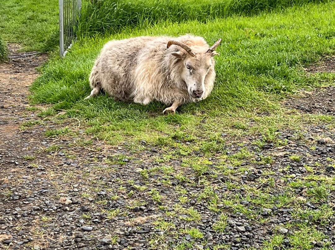 Bjarteyjarsandur-雷克雅未克必去景点