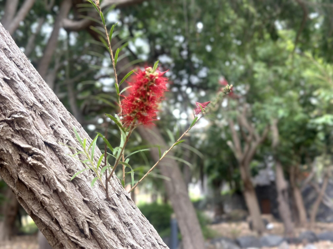 Jardin Botanico del Descubrimiento de Vallehermoso-Vallehermoso必去景点