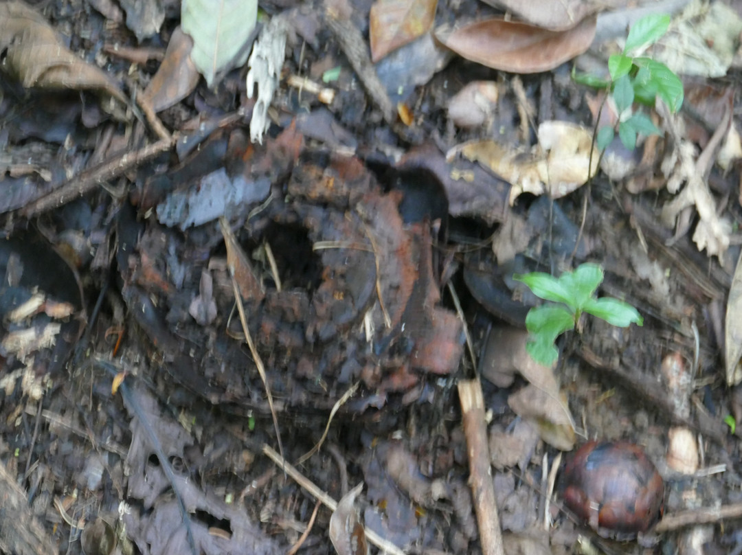 大王花保护区-亚庇必去景点