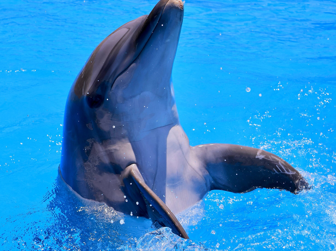 Dolphin Discovery Los Cabos-圣何塞卡波必去景点